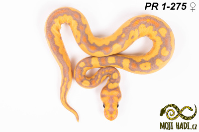 hadi na prodej, mládě, český chov hadů, odchov hadů, mojihadi.cz, Python regius, ballpython, krajta královská, Banana, Clown